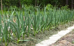 Oignons et ail dans un même massif : est-il possible de les planter ensemble ?