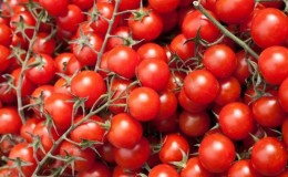 Vi dyrker små tomater i hagen og hjemme - Button-tomaten og finessene ved å ta vare på den