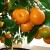 Reasons why tangerine leaves fall and methods of saving the plant