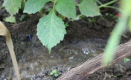 Cómo regar y alimentar las uvas en primavera: instrucciones para principiantes