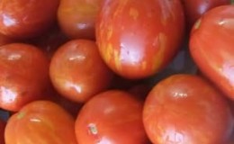 Wakil yang menarik bagi jenis koktel baharu ialah tomato Telur Paskah: ulasan penuh