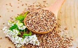 The benefits and harms of buckwheat for human health