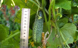 How to grow Ecole cucumbers on your plot and get an excellent harvest for universal use