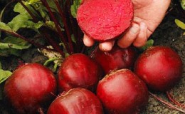 Mataas na ani mula sa mga breeder ng Italyano - Detroit beets: buong pagsusuri at lumalagong mga tagubilin