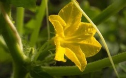 Qué hacer con las flores vacías de los pepinos en un invernadero y cómo prevenir su aparición.