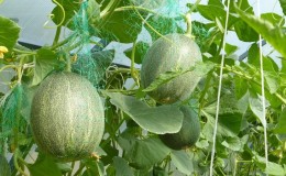 Instruccions per al cultiu de meló a Sibèria en terreny obert per a jardiners principiants