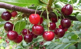 Variedad de cereza Mayak sin pretensiones y de alto rendimiento