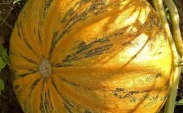 ¿Qué tiene de bueno la calabaza almendrada y cómo cultivarla?