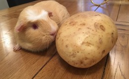 Kentang mentah dan rebus sebagai makanan untuk guinea pig, hamster dan ternakan