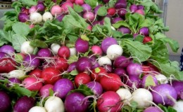 Review of the best radish varieties for open ground and greenhouses