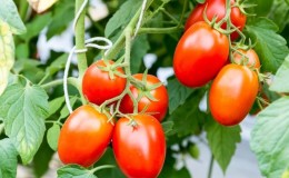 Cara menanam tomato Cio-Cio-san di tanah terbuka atau rumah hijau: panduan langkah demi langkah dan nasihat daripada penduduk musim panas yang berpengalaman