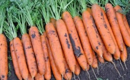 Review and description of early varieties of carrots