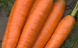 Unpretentious and disease-resistant carrot variety Berlicum Royal