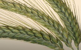 Cos'è il triticale, che aspetto ha e dove viene utilizzato?