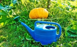 Cómo regar una calabaza en campo abierto: instrucciones paso a paso para jardineros principiantes