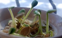 Brotes de calabaza para plantones y comida en casa: cómo germinar semillas de calabaza y conservarlas durante mucho tiempo