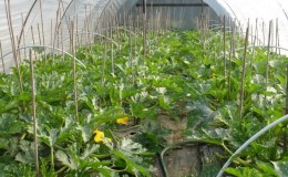 Tecnología paso a paso para cultivar calabacines en invernadero: sigue las reglas y disfruta de los resultados.