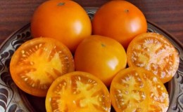 Keajaiban Tomato Orange adalah penemuan sebenar untuk mana-mana penduduk musim panas