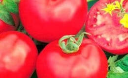 Pelbagai hibrid manis tomato merah jambu Pink Lady f1: apa yang baik dan mengapa ia patut dicuba untuk menanamnya