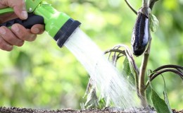 Con qué frecuencia regar las berenjenas: instrucciones para jardineros principiantes