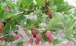 As principais etapas do cuidado da groselha na primavera após o inverno para se obter uma boa colheita