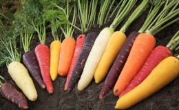 Carrots - what kind of plant is it, how much does it weigh, what does it consist of - all about carrots