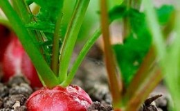 Why radishes go into color and how to grow them to prevent the problem