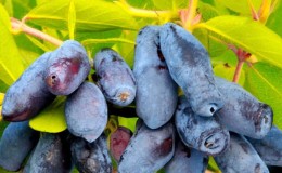 Variedad dulce de maduración temprana de madreselva Gigante de Leningrado