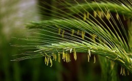 Come e perché utilizzare l'urea dopo la fioritura del grano