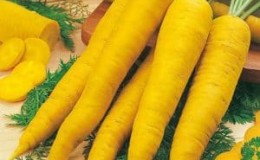 Beneficial properties of yellow carrots, and what is the difference from regular orange ones