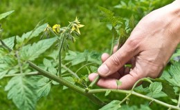 Aprendemos com residentes de verão experientes como plantar tomate corretamente: uma análise das nuances e uma descrição passo a passo do processo