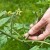 We learn from experienced summer residents how to plant tomatoes correctly: an analysis of the nuances and a step-by-step description of the process