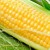 What is corn - is it a fruit, a cereal or a vegetable: let’s understand the issue and study the queen of the fields in more detail