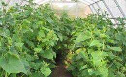 What fertilizers can be used for cucumbers in a greenhouse during fruiting?