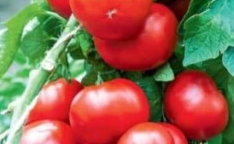 Pilihan yang sangat baik untuk mereka yang ingin mendapatkan penuaian awal tomato yang kaya - tomato Bogata Khata F1