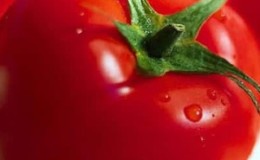 Tomato hibrid Aurora yang masak awal, dicipta untuk mendapatkan hasil tuaian yang banyak di rumah hijau dan di taman