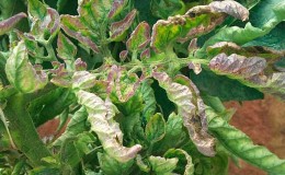 How and how to combat late blight on tomatoes in a greenhouse: the best methods and reviews from gardeners