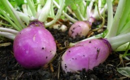 What is turnip, what does it look like, how does it grow and how to eat it correctly?