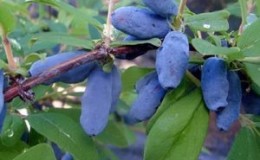 Mid-season unpretentious variety of honeysuckle Volkhov