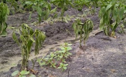 Per què es marceixen les fulles dels pebrots en un hivernacle i què fer per salvar la collita?