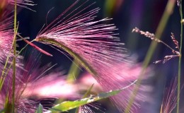 Coltivare e prendersi cura dell'orzo dalla criniera e il suo utilizzo nella progettazione del paesaggio