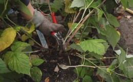 Características del cuidado de las frambuesas en la región de Moscú: cómo prepararse adecuadamente para el invierno.