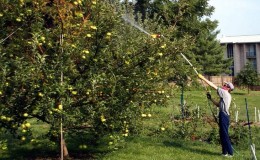 Appelbomen correct voeren in de herfst: alle manieren