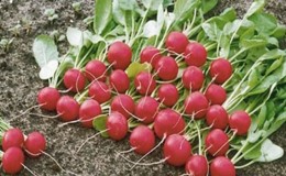 Early ripening and very popular among summer residents, Sora radish