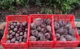 Mga sariwang gulay sa buong taon - kung paano mag-imbak ng mga beets sa cellar sa taglamig: paglikha ng mga perpektong kondisyon at pag-iwas sa pagkasira ng produkto