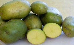 É possível comer batata verde, é perigoso para o corpo humano e por quê?