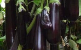 Was ist gut an der Aubergine Ilya Muromets: Bewertungen von Sommerbewohnern und Merkmale der Agrartechnologie