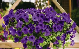 The best varieties of ampelous petunias and features of their cultivation