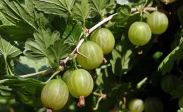 Sabrosas, grandes y ricas en cosecha de uvas de grosella espinosa de la variedad Ural.