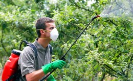 Cómo y qué rociar manzanos contra las plagas en verano.